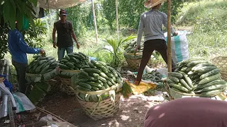 TUESDAY BLESSINGS || AMPALAYA HARVEST