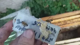 Матки штучного запліднення шз іо Як підсадити? простий спосіб підсадки бджоломатки ио