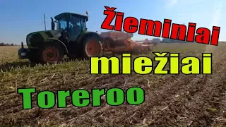 Žieminiai miežiai Toreroo/Tiesioginė sėja 2020