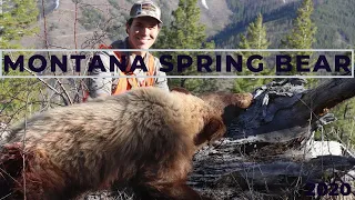BLONDE COLOR-PHASE BEAR! | Montana Spring Bear Hunt
