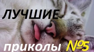 Самые лучшие приколы 2016 funny video | Best Day ПОДБОРКА # 5