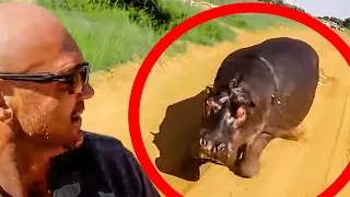 6 Hippo Encounters that will Shock you for Life (Part 2)