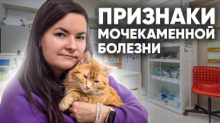 Мочекаменная болезнь у кошек: симптомы и лечение. Как правильно кормить кошку?