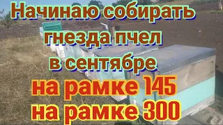 Секреты успешной зимовки. Предварительно собираю гнезда пчел в сентябре.