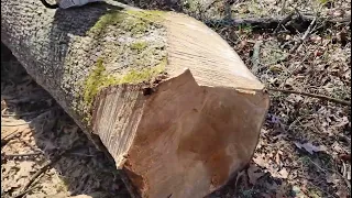 Watching White Oak Timber hit the ground