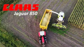 Claas Jaguar 850 _ Mais hakselen (2020)  |Corn Harvesting | maïs oogsten