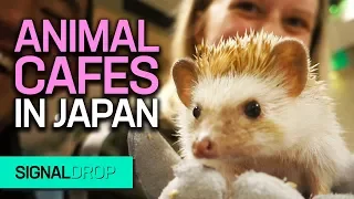 HEDGEHOGS at Japanese ANIMAL CAFES | Japan Travel Vlog