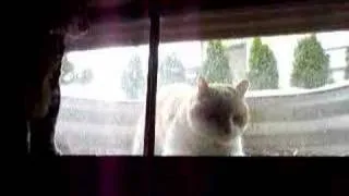 The Neighbor Cat Trying to Break into my House