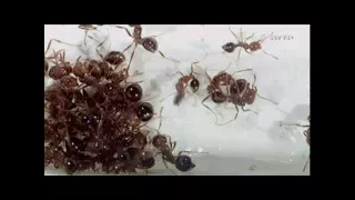 Krieg der Ameisen (Doku)