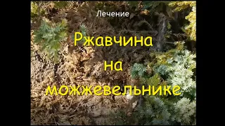 Лечим можжевельник. Часть 3. Ржавчина на можжевельнике.