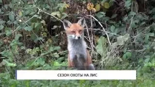 Открывается сезон охоты на лис