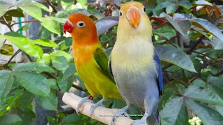 Lovebird Chirping Sounds - PB Violet Fischer & Euwing Gold Opaline Fischer