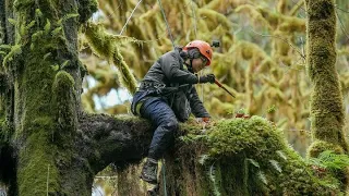 The hidden worlds in our treetops | Human Elements