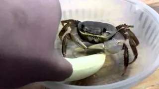 pet crab eating Banana