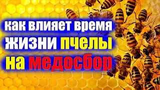 Сколько живет пчела? Как это влияет на принос нектара в улей