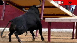 4K ▪ OROPESA DEL MAR ▪ Desafío MANSILLA 🆚 IVÁN MIRÓ ➡️ Toro de VICTORIANO DEL RÍO