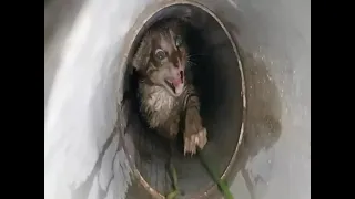 "save me!" rescue this kitten stuck in narrow pipe with no exit #kitten #kittenrescue #kittenstuck