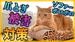 【対策】猫の爪とぎでソファーがボロボロに！