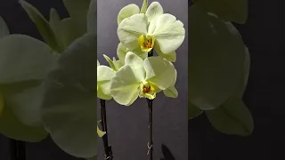 Phalaenopsis Star Green Beauty 3/22