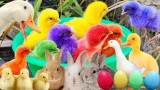 Catch Cute Chickens, Colorful Chickens, Rabbits, Cat, Goose, Duck, Betta Fish, Cats, Animal Cute #40