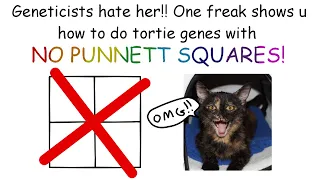 Calculate Tortie genetics/offspring W/OUT punnett squares! [CC]