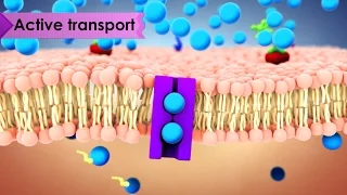 Biology: Cell Transport