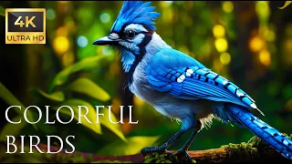 4K Colorful Jay Bird - Beautiful Birds Sound in the Forest | Bird Melodies