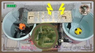 DIY Electric Mouse Trap | How to Catch a Smart Mouse | How to Catch a Rat in Your House