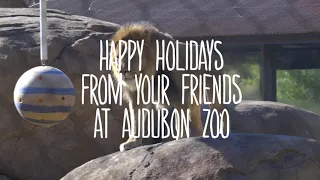 Audubon Zoo Animals Enjoy Holiday Enrichment