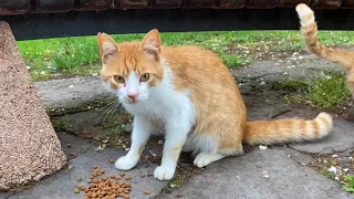 Beautiful Cats living on the street attacked each other for food 😢❤