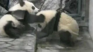 Baby Twin Panda