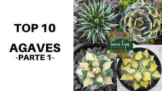 TOP 10 AGAVES, PARTE 1
