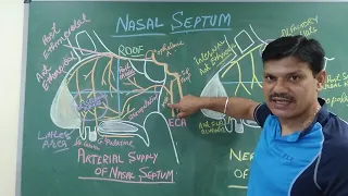 Arterial Supply of Nasal Septum