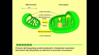 Fotosyntéza, část 2: Složení chloroplastu