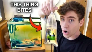 REPLACING My PIRANHAS with a *NEW* SCARIER FISH... (hint: it's brackish)
