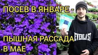 ЛОБЕЛИЯ - Выращивание, уход.