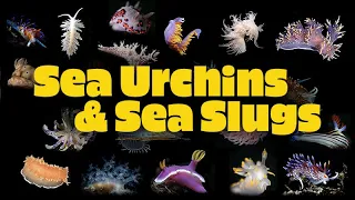 Sea Urchins and Sea Slugs