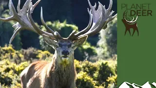 Biggest red stags on the planet