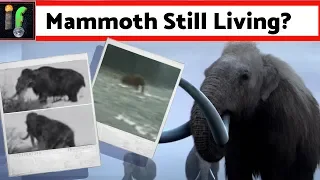 Mammoths alive today? sightings and evidence.