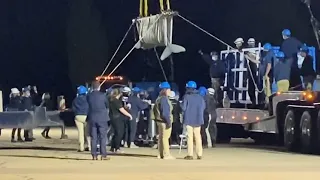 Five beluga whales arrive at Mystic Aquarium