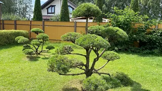 Сервисное обслуживание ниваки (садовый бонсай) в 2021 году.