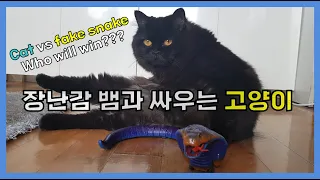장난감 뱀과 싸우는 고양이 / Cat vs Fake snake