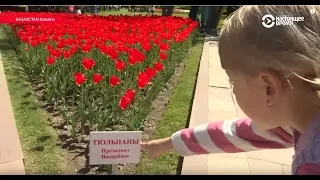 Тюльпаны имени Назарбаева