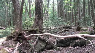 Aokigahara Round 4 ,Day 2 ,Part 3 (WARNING! REMAINS FOUND)