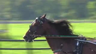 2019 Hambletonian Contenders -- Osterc