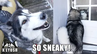 Husky’s Best Friend SNEAKS Inside HOUSE to Surprise Him!