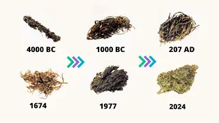 Evolution of Marijuana | 4000 BC - 2023 (timeline history of weed)