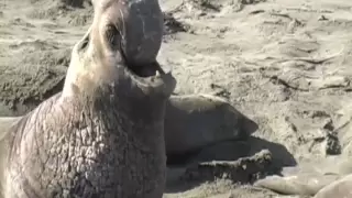 Elephant Seal's Mating Month