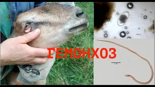 ГЕЛЬМИНТЫ У КОЗ | СЛУЧАЙ ГЕМОНХОЗА И КОКЦИДИОЗА