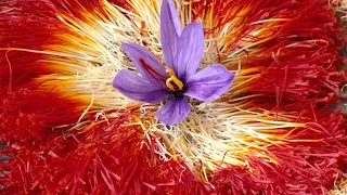 What are the Health Benefits of Saffron? #shorts